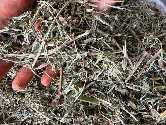 Clever Herbs - Galium aparine - cleavers - Clivers