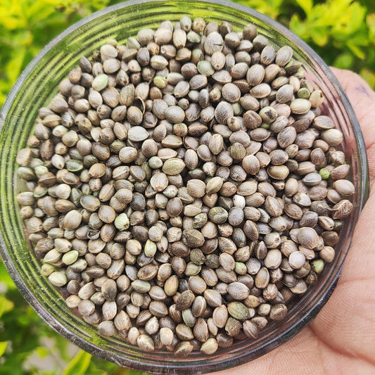 Alfalfa Seed-Medicago sativa-Semi di erba medica-Semi di erba medica-Kuthirai Masal-Lucerne Ginjalu-Ashvabala
