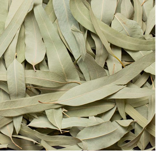 Nilgiri Leaves – Dried Eucalyptus Leaves – Thailam Leaves – Neelgiri Loose Leaf