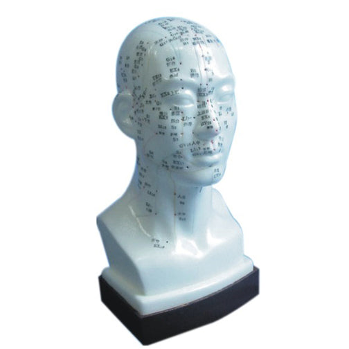 Acupuncture Model Head-Code 1104-Easy to Use