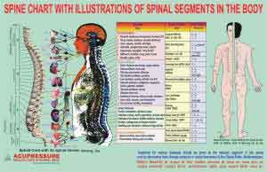 Acupressure Spine Chart-Spinal Segments-स्पाइन चार्ट-Code 1609-Spinal Cord With its Spinal Nerves