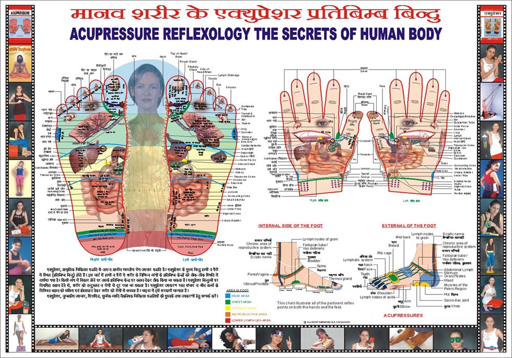 Acupressure Reflexology Chart-Big 18X23-रिफ्लेक्सोलॉजी चार्ट-Code 1614