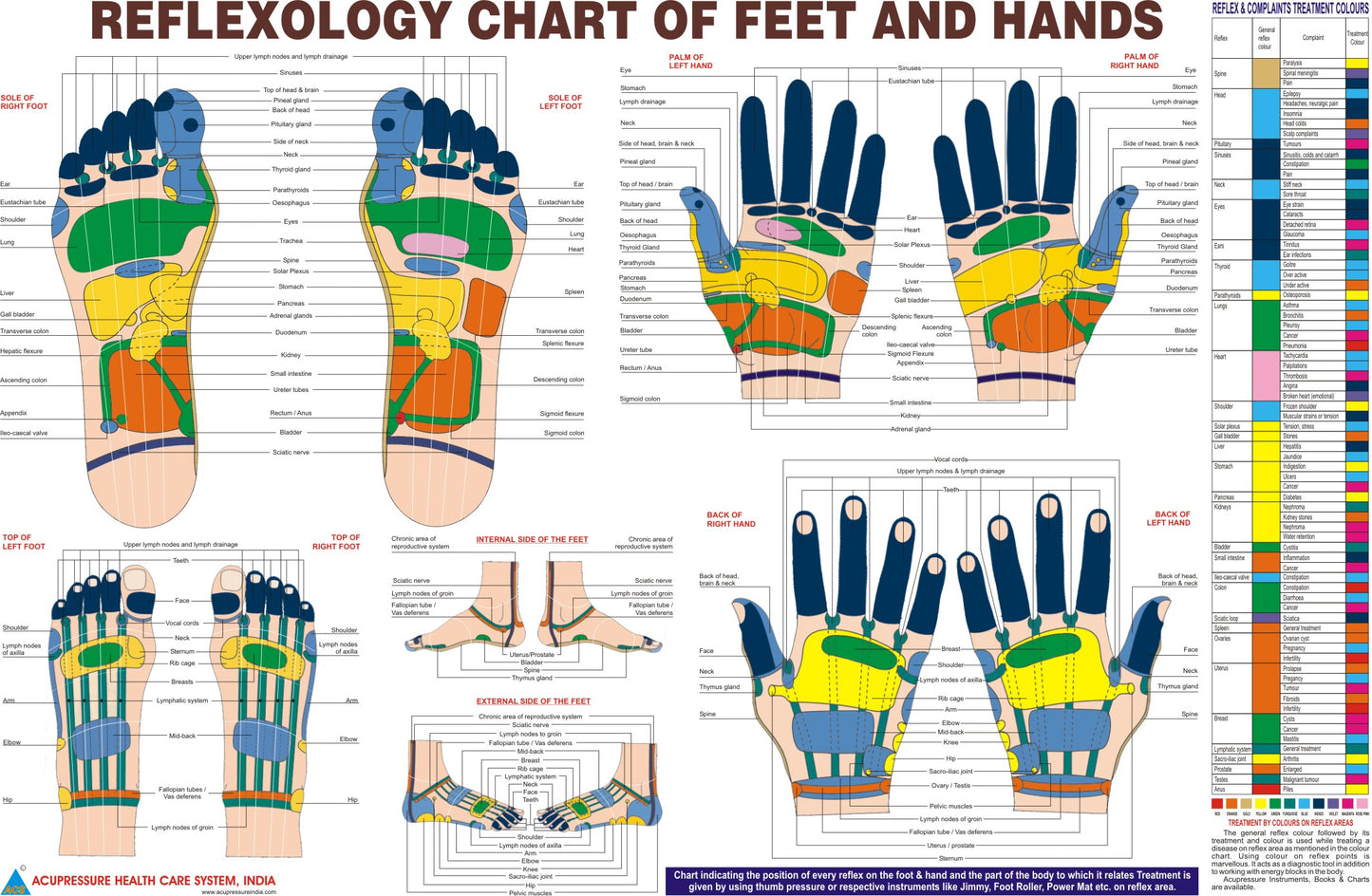Reflexology Chart English for Feet & Hand-Code 1615-Size 11X18-रिफ्लेक्सोलॉजी चार्ट-Acupressure-Easy to Use-Activate Acupressure Points