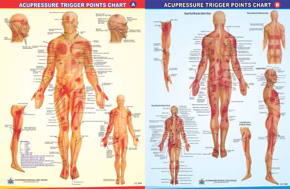 Acupressure Trigger Points Chart (18x23)-ट्रिगर पॉइंट चार्ट-Code 1631