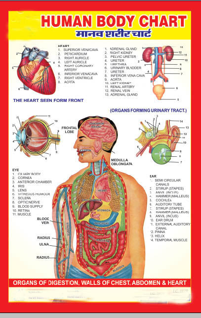 Acupressure Human Body Organs Chart-मानव शरीर अंग चार्ट-Code 1629