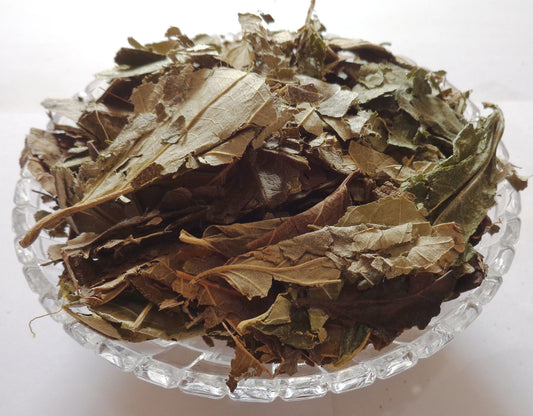 Harshringar Patta-Paarijaat Leaf-Parijat Leaves-हरशिंगर पत्ता-Harshingar Patta dried-Nyctanthes arbor-tristis Raw Herbs-Jadi Booti