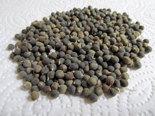 Bhindi Beej-Graines de gombo-भिंडी बीज-Graines de gombo comestibles-Abelmoschus esculentus-Bhendi-Vendakkai Vidai-Bendakaya Vittulu-Bendekai Beeja-Vendakka Vithu