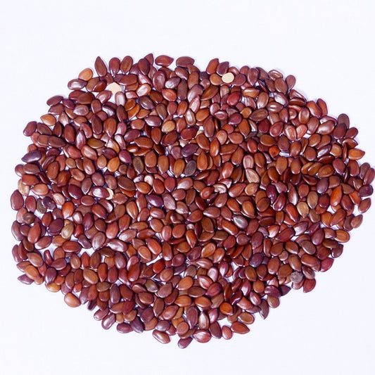 Subabul Seeds- Leucaena Leucocephala - рд╕реБрдмрд╛рдмреБрд▓ рдмреАрдЬ - Safed Babool Beej-White Leadtree for Animal Fodder and Green Manure