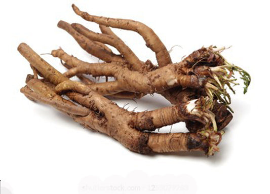 Dandelion Roots-Singhparni Jadd-सिंहपर्णी जड़ें-Taraxacum Dried-Raw Herbs-Jadi Booti