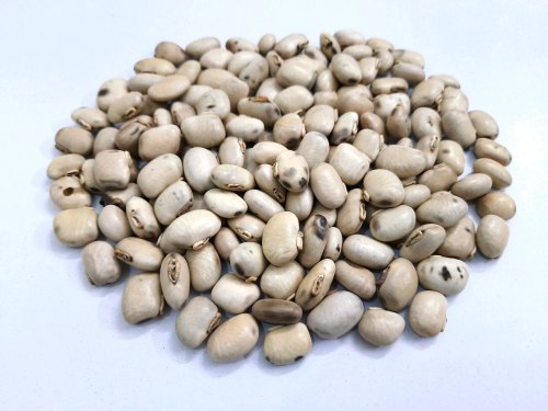 White Kaunch Seeds-Mucuna pruriens-कौच बीज -Kauch Beej-Cowhage-Velvet Bean-Kapikachchhu-Konch-Poonaikali Vithu-Naikurana-Kavanch