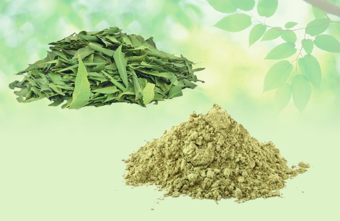 Neem Leaves Powder-Azadirachta Indica-Neem Patta Powder-Neem Powder Raw Herbs Quality Products at Unbeatable Wholesale Rate Price Bulk Purchase