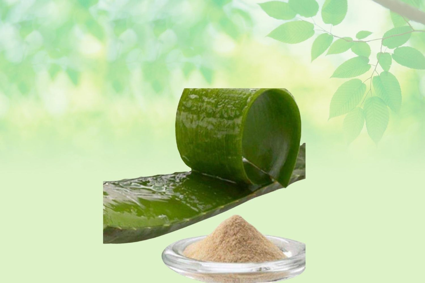 Aloe Vera Leaves Powder-एलोवेरा की पत्तियों का पाउडर-Aloevera Leaves Powder-Raw Herbs-Jadi Booti-Single Herbs