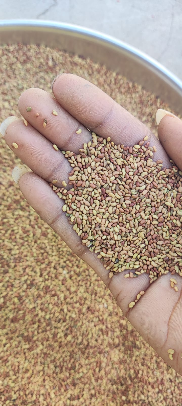 Alfalfa Seed-Hedge Lucerne Seeds-अल्फाल्फा बीज-Medicago sativa-Raw Herbs-Jadi Booti