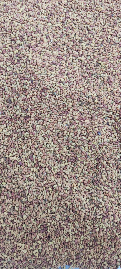 Alfalfa Seed-Hedge Lucerne Seeds-अल्फाल्फा बीज-Medicago sativa-Raw Herbs-Jadi Booti