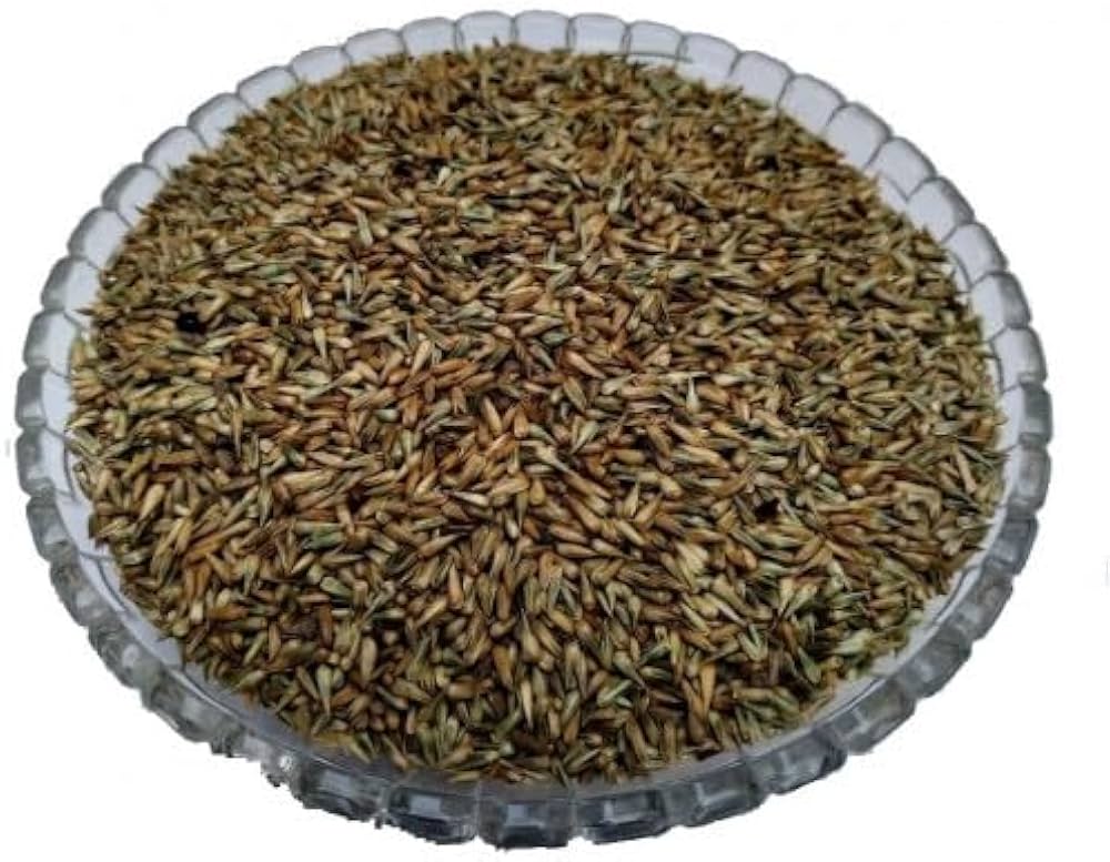 Apamarg Seeds-अपामार्ग बीज-Uttareni Seeds-Latjira Beej-Edible Chirchita-Latjeera-Achyranthes-Aspera-Raw Herbs-Jadi Booti
