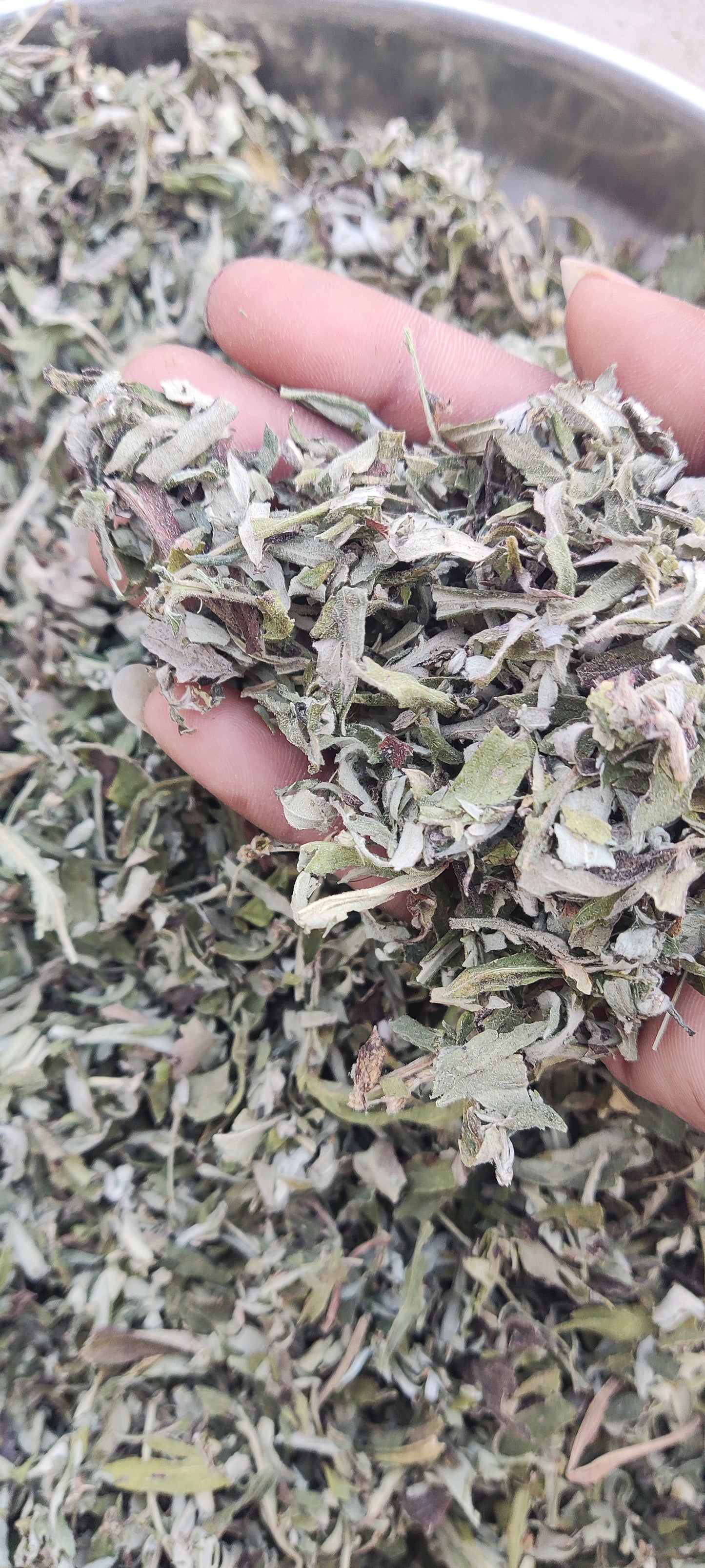 Artemisia Leaves-Mugwort Leaves-Wormwood-Artemisia absinthium-Raw herbs-Single herb-Jadi booti