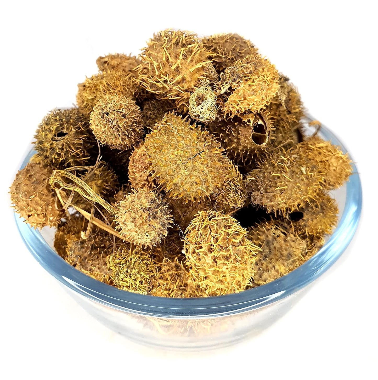 Bindaal Doda-Devdali-बिंदाल डोडा-Bandal Phal-Luffa Echinata dried-Raw Herbs-Jadi Booti