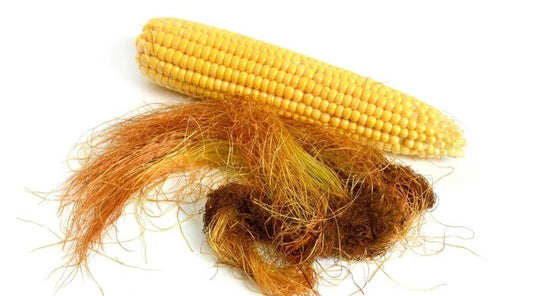 Corn Silk-Stigma Maydis-भुट्टे के बाल-Zea Mays Silk-Makai Ke Reshe-Makai Silk-Bhutte Ke Baal