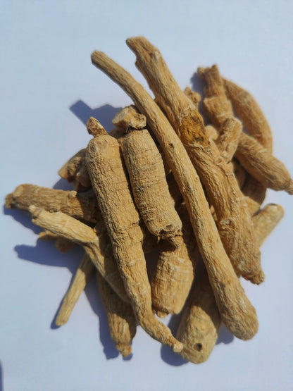 Ginseng Root – Panax Ginseng – Whole Dried Botanical Root – Traditional Asian Herb – Natural Plant Material