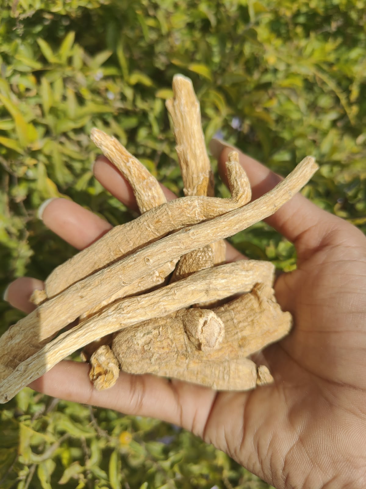 Ginseng Root – Panax Ginseng – Whole Dried Botanical Root – Traditional Asian Herb – Natural Plant Material
