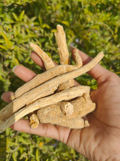 Ginseng Root – Panax Ginseng – Whole Dried Botanical Root – Traditional Asian Herb – Natural Plant Material
