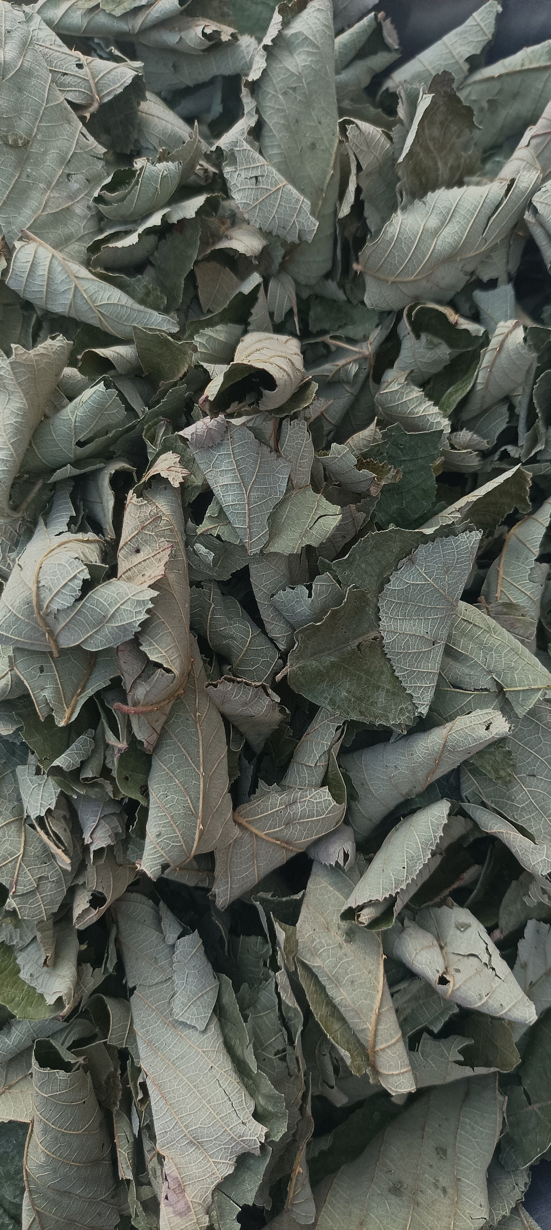 Himalayan Raspberry Leaves Dried-Hisalu-Hinsalu anchhu-raw herbs-jadi ...