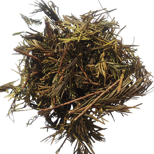 Horsetail Leaves Dried – Equisetum Arvense – Horse Tail / Shave Grass / Puzzlegrass | Premium Herbal Tea Cut Leaves for Skin, Hair & Traditional Herbal Use