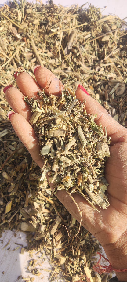 Kanghi-Atibala Panchang-Balbeej Dried-कंघी-अतिबाला पंचांग-Indian Mallow-Raw Herbs-Abutilon Indicum-Jadi Booti