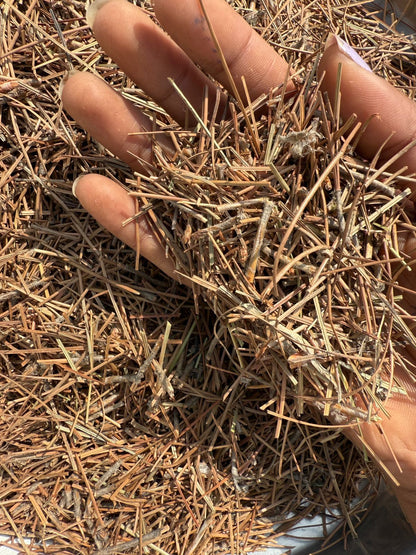 Pine Needles Leaves Dried - Pine needle tea