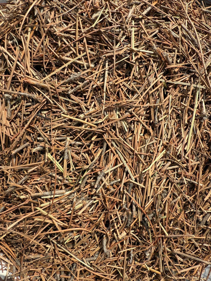 Pine Needles Leaves Dried - Pine needle tea