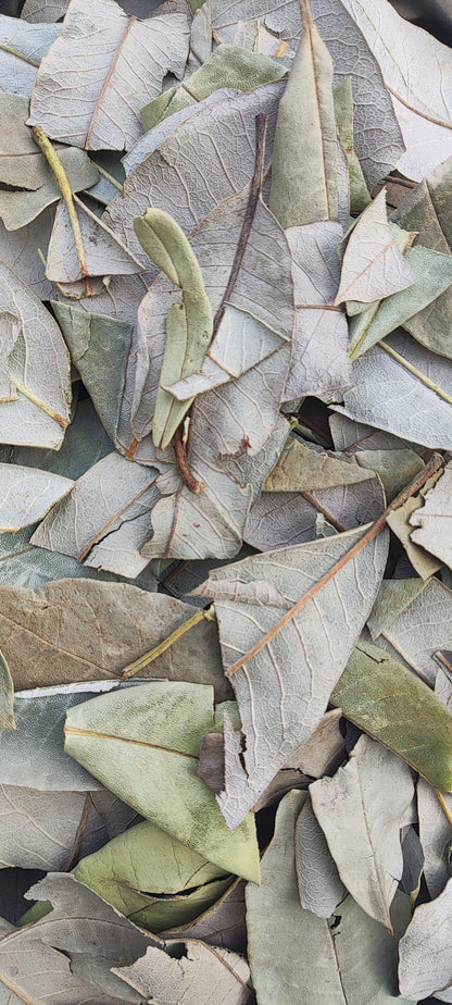 Rhododendron Leaves-azaleas-Raw herb-jadi booti-single herb