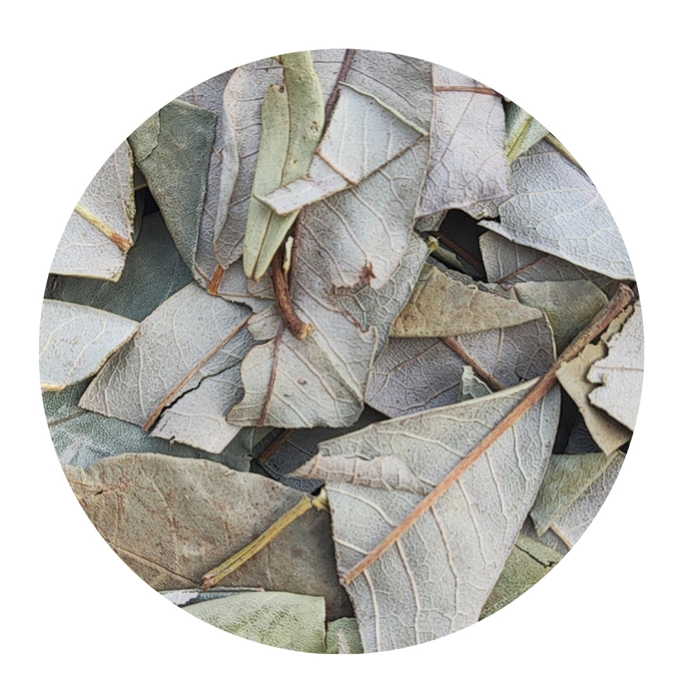 Rhododendron Leaves-azaleas-Raw herb-jadi booti-single herb