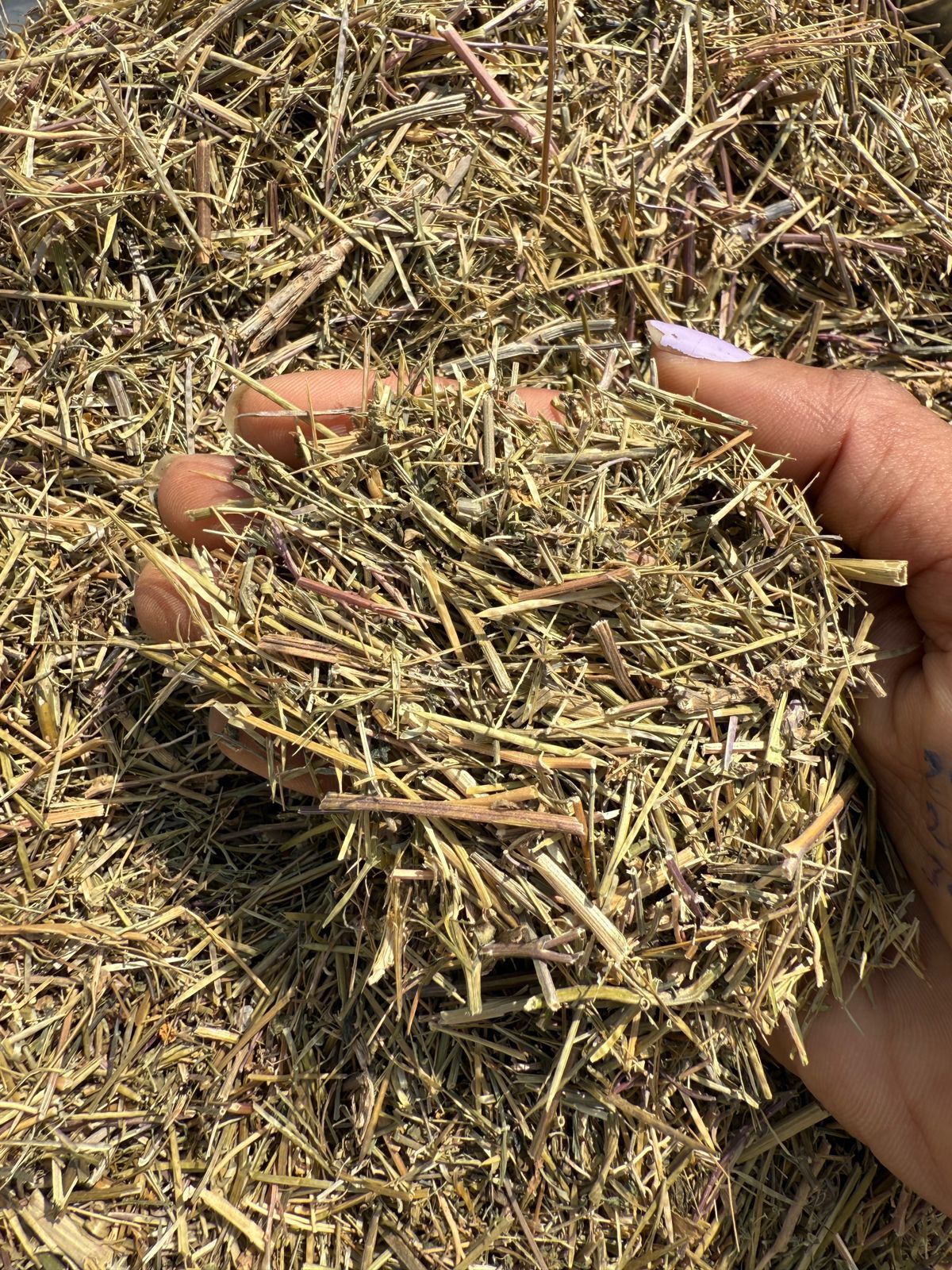 Shepherd’s Purse Herb | Raw & dried | Shephard's Herb Tea | Loose Leaf