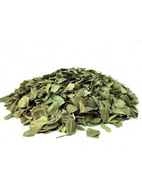 Alfalfa Seed-Medicago sativa-Semi di erba medica-Semi di erba medica-Kuthirai Masal-Lucerne Ginjalu-Ashvabala