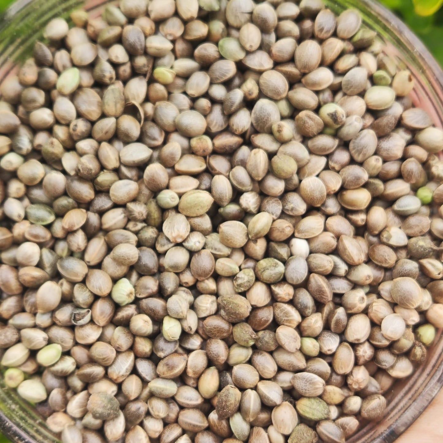 Alfalfa Seed-Medicago sativa-Semi di erba medica-Semi di erba medica-Kuthirai Masal-Lucerne Ginjalu-Ashvabala