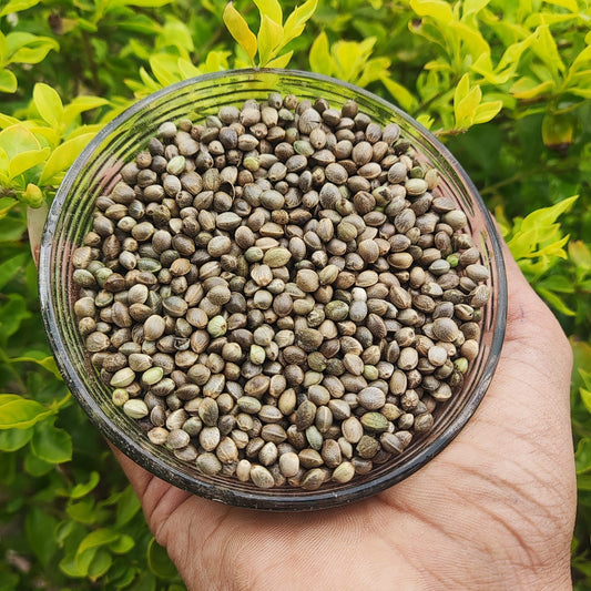 Alfalfa Seed-Medicago sativa-Semi di erba medica-Semi di erba medica-Kuthirai Masal-Lucerne Ginjalu-Ashvabala