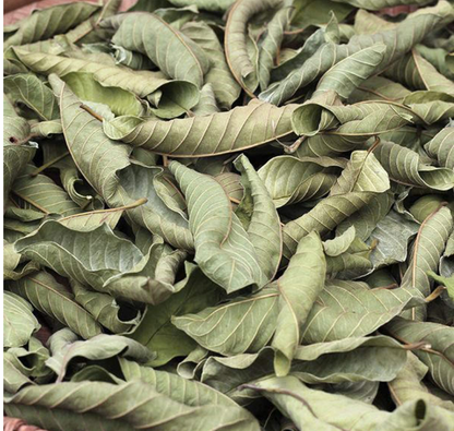 Guava Leaves Dried Whole | Psidium Guajava | Amrood (Amrud) Leaves