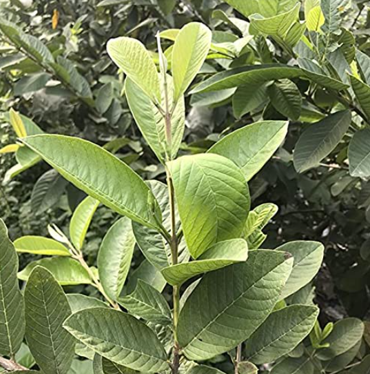 Guava Leaves Dried Whole | Psidium Guajava | Amrood (Amrud) Leaves