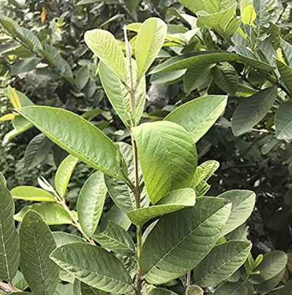 Guava Leaves Dried Whole | Psidium Guajava | Amrood (Amrud) Leaves