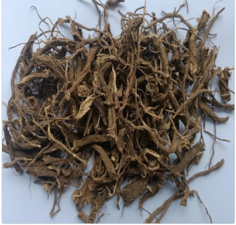 Makandi Root - Coleus Forskohlii – Vernacular – Patharchur – Plectranthus Barbatus