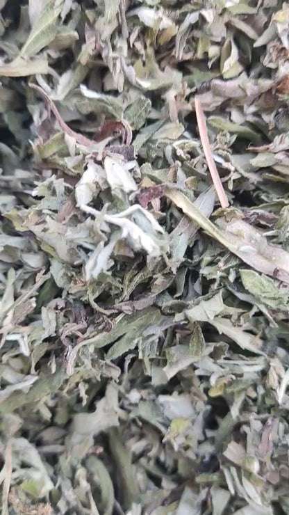 Artemisia Leaves-Mugwort Leaves-Wormwood-Artemisia absinthium-Raw herbs-Single herb-Jadi booti