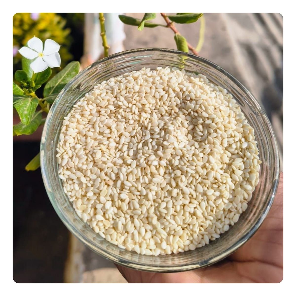 Pure White Sesame Seeds | Washed & Cleaned | White Till | Safed Til | Premium Quality Seeds