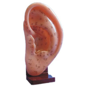 Acupuncture Model Ear-Big Size (Lenth-23cm,x width-13cm) एक्यूपंक्चर मेरिडियन पॉइंट AC-1102