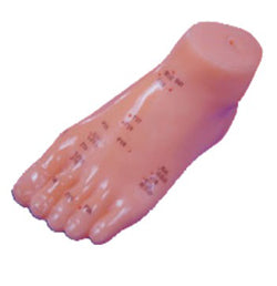 Acupuncture Model Foot एक्यूपंक्चर फुट मॉडल AC-1105