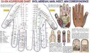 Acupressure Sujok Chart - Correspondence AC-1606