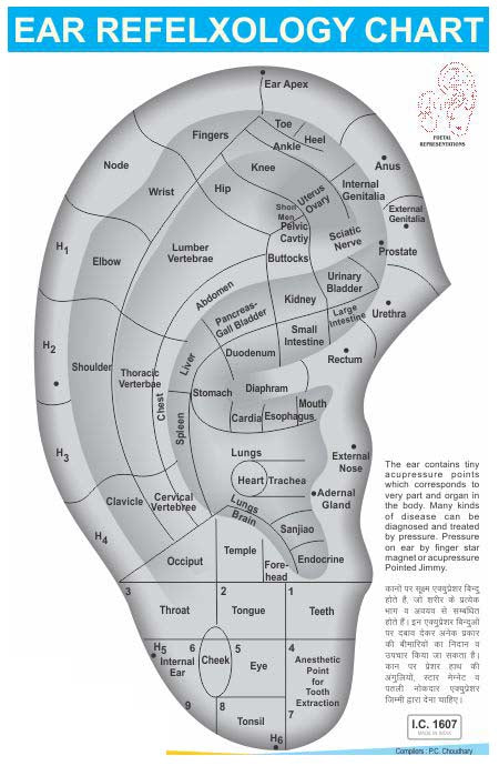 Acupressure Ear Refelxology Chart AC-1607