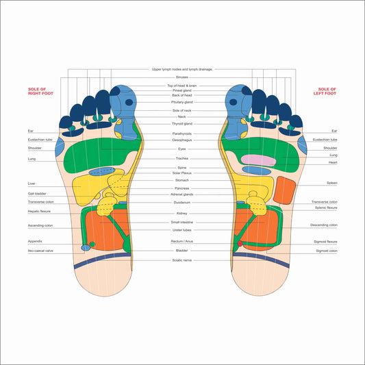 Acupressure Reflexology colour - V.Card - Foot 100pc पैर का रिफ्लेक्सोलॉजी चार्ट AC-1620