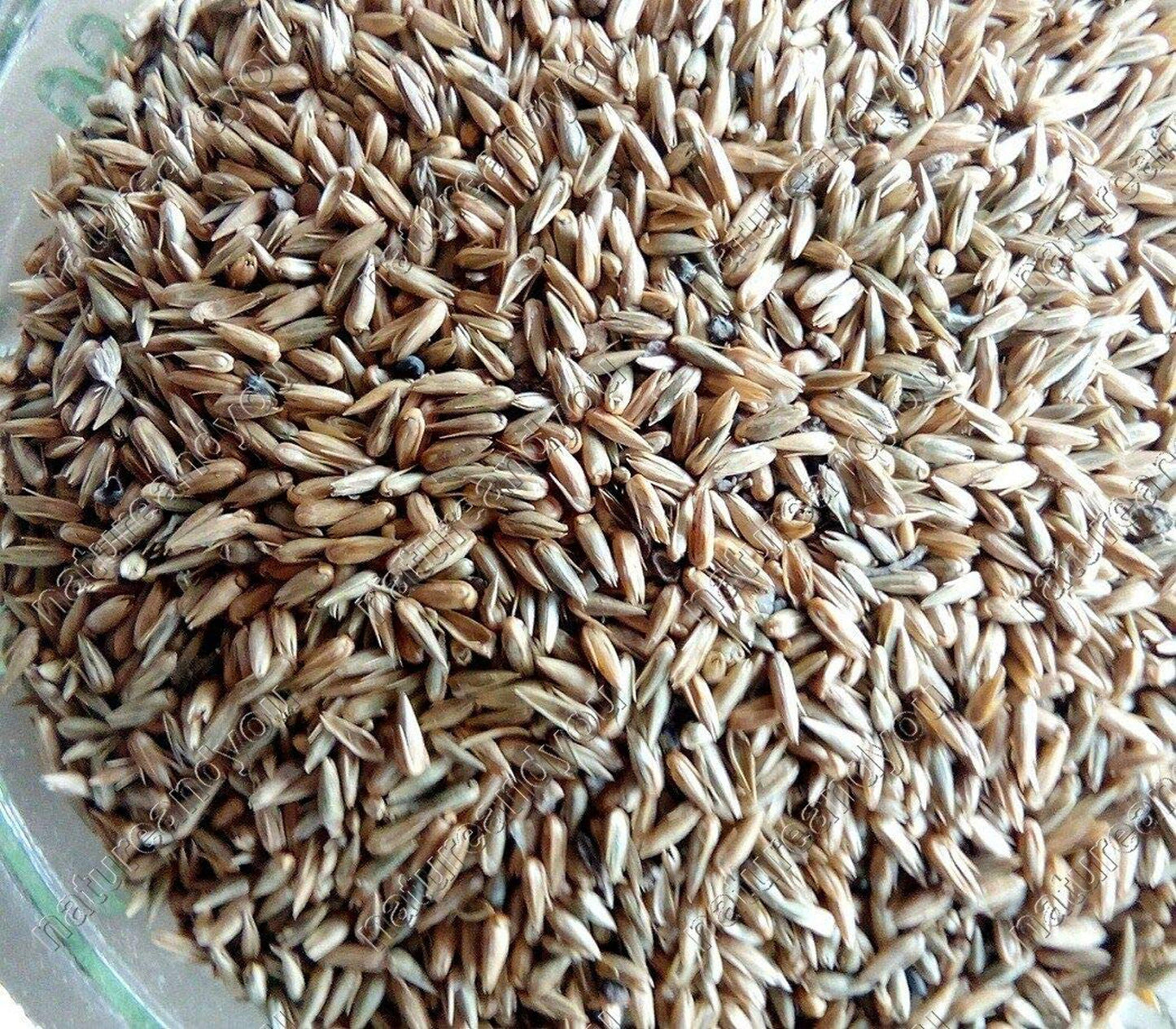 Apamarg Seeds-अपामार्ग बीज-Uttareni Seeds-Latjira Beej-Edible Chirchita-Latjeera-Achyranthes-Aspera-Raw Herbs-Jadi Booti