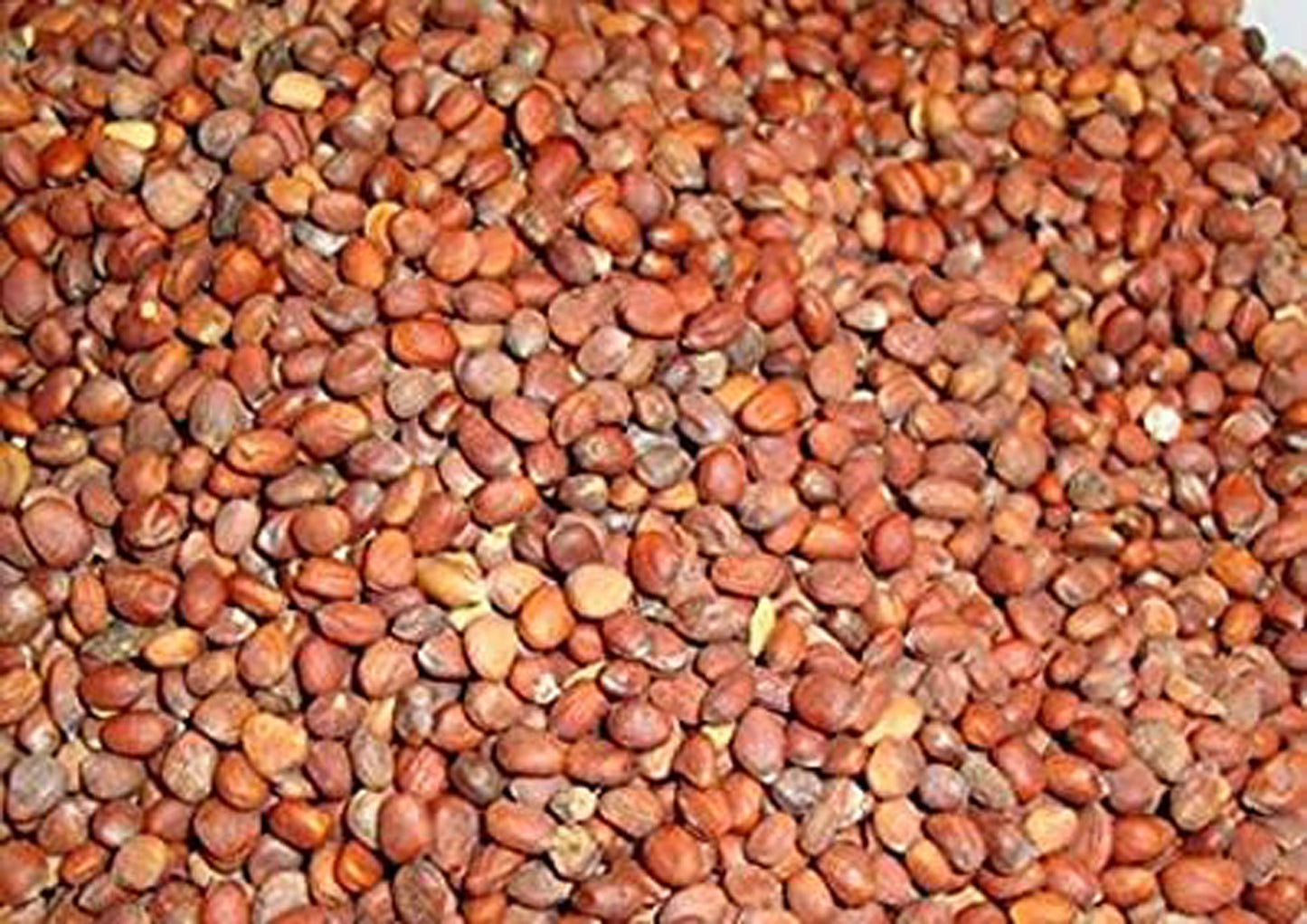 Mooli Beej-Beej Muli-Radish Seeds-मूली बीज-Raphanus sativus-Raw Herbs-Jadi Booti