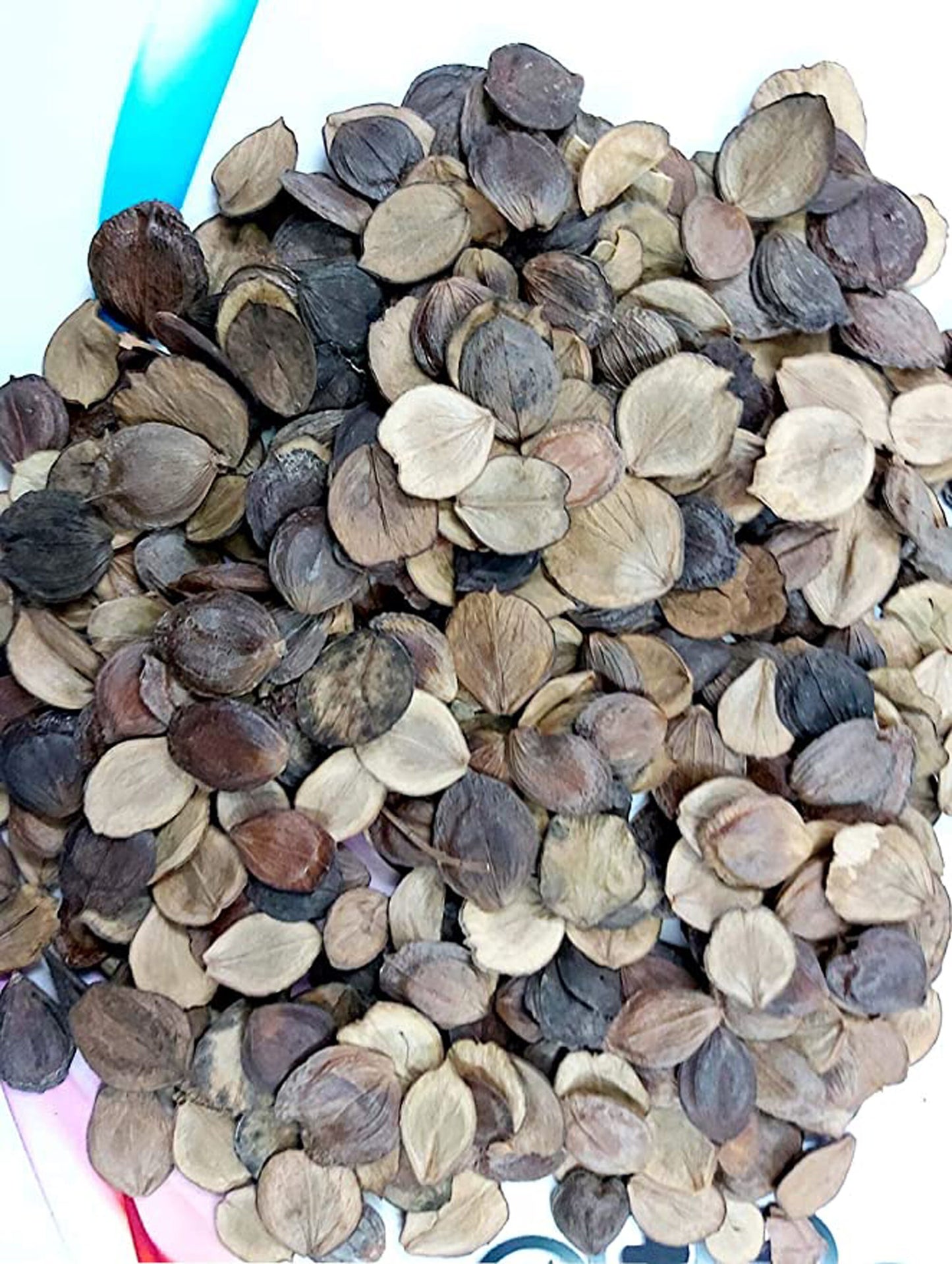 Harshringar Seeds-हर्षिंगर बीज-Beej Harshingar-Paarijaat Beej-पारिजात बीज-Parijat Seeds-Nyctanthes Arbor Tristis-Raw Herbs-Jadi Booti